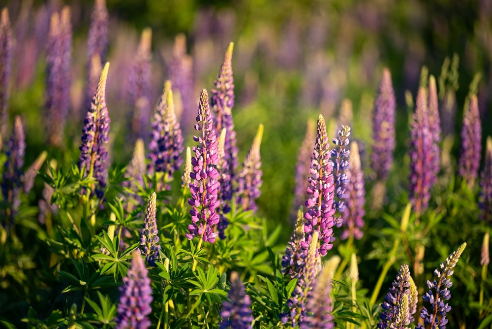 Lupinen als Gründüngung im Herbst